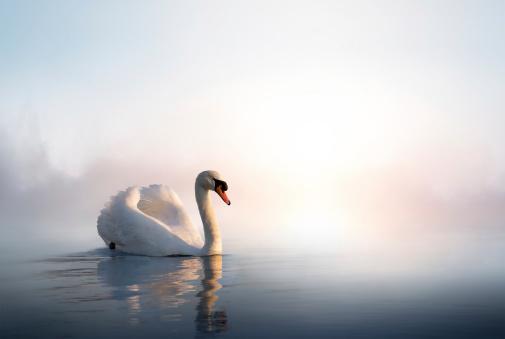 Arte Swan en el agua en sunrise photo
