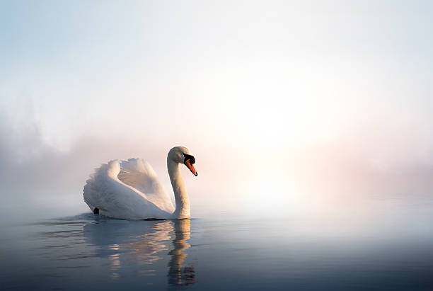 art swan on the water at sunrise - 天鵝 個照片及圖片檔