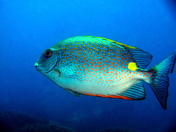 istock Coral fishes 168791478