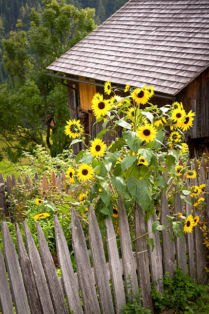 piccolo cottage garden - kleingarten foto e immagini stock