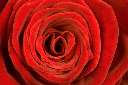 Bunch of pink roses isolated on white background. Close-up. Florist shop or feast concept.