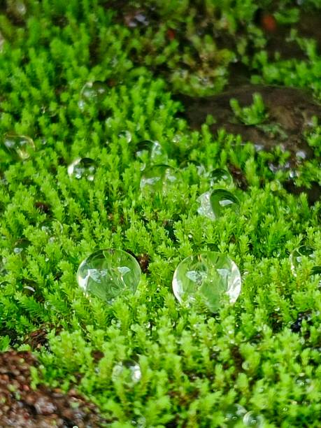 Water drops on green moss on green background