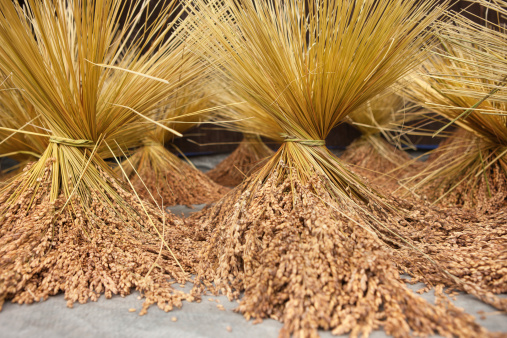 Harvested Rice left to dry in bunches