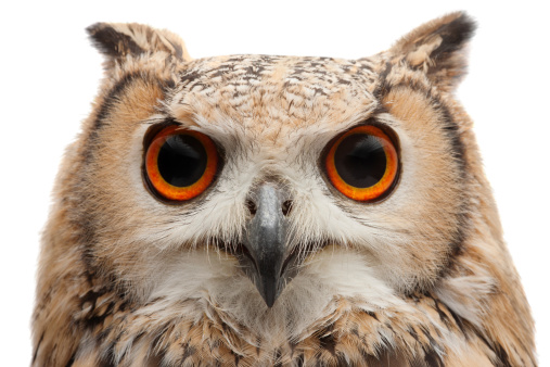 Young African Eagle Owl looking at the camera,, isolated on white