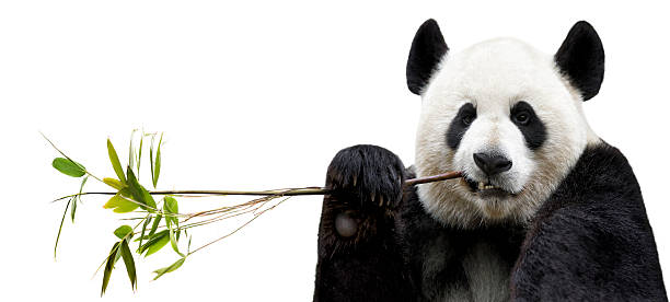 mangia bambù e panda - panda mammifero con zampe foto e immagini stock