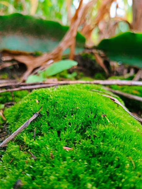 istock Green moss on rocks, green background 1687924122