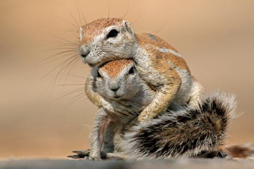 Selective focus on a cute little chipmunk eating a blueberry while sitting on a rock wall at a viewpoint overlooking Crater Lake in Oregon.