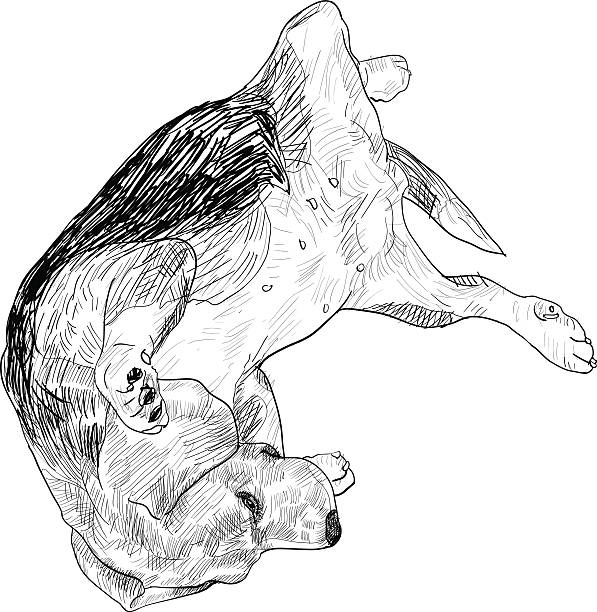 퍼니 자세/비글종, - tracing red pets dog stock illustrations