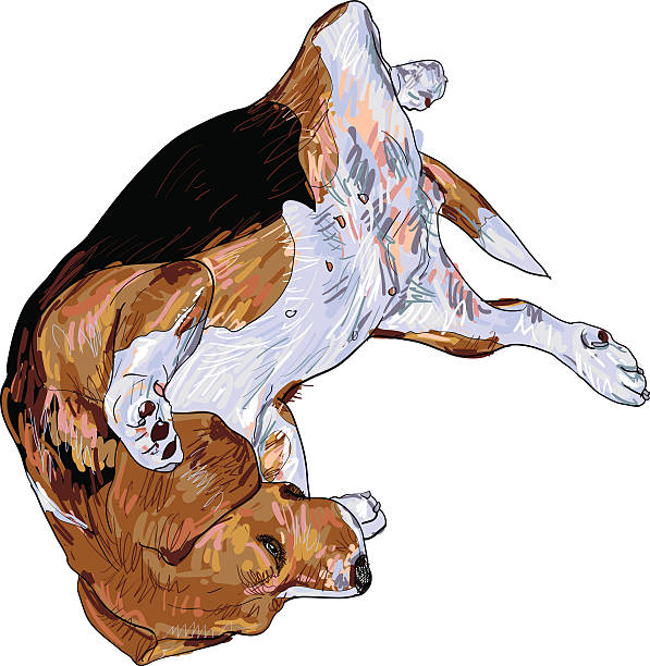 ilustrações, clipart, desenhos animados e ícones de engraçado pose de beagle - tracing red pets dog