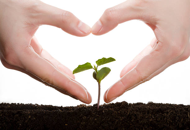 istock Care of the seedlings 168792653