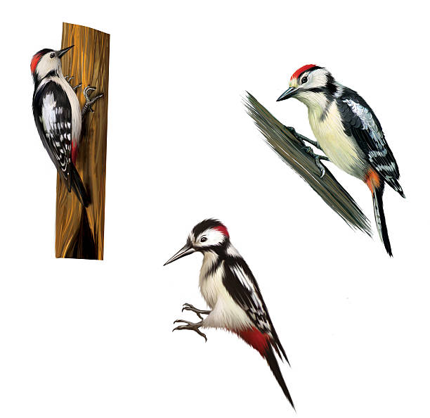 Great Spotted Woodpecker. Isolated on white background.