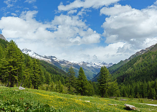 istock Yellow dandelion flowers on summer mountain slope 168794188