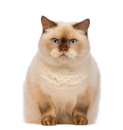 Fat British Shorthair, 2.5 years old, sitting and looking at the camera in front of white background