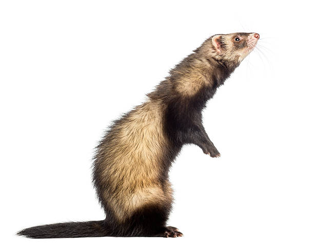 istock Ferret standing on hind legs and looking up, isolated 168794949