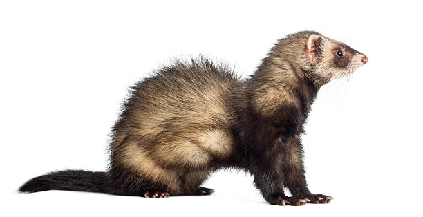 istock Ferret, 9 months old, sitting and looking away isolated 168794950