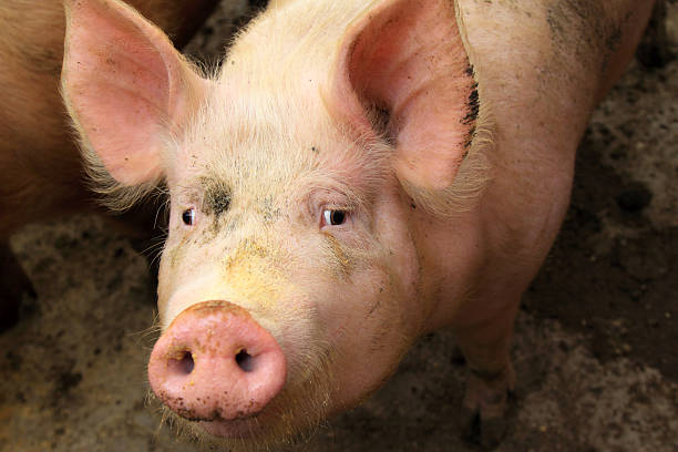 istock live pigs in a farm, north china 168795052