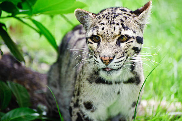 istock Clouded leopard Neofelis Nebulova big cat portrait 168795176