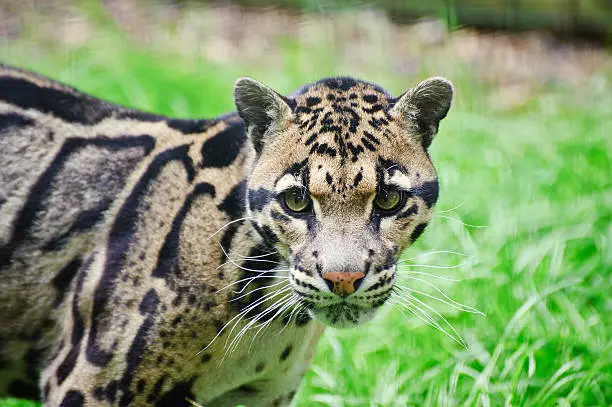 Clouded leopard Neofelis Nebulova big cat in captivity