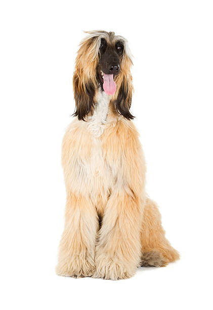 Afghan Hound Afghan Hound (Sage Balochi, Ogar Afgan, Eastern Greyhound, Persian Greyhound) afghan hound stock pictures, royalty-free photos & images