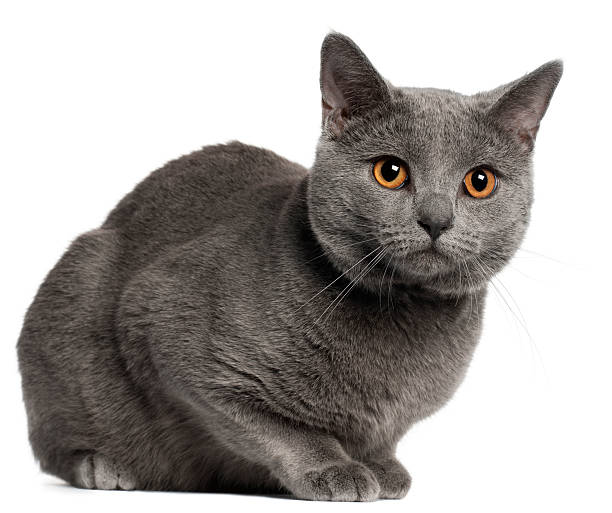istock Chartreux cat, 10 months old, in front of white background 168795664