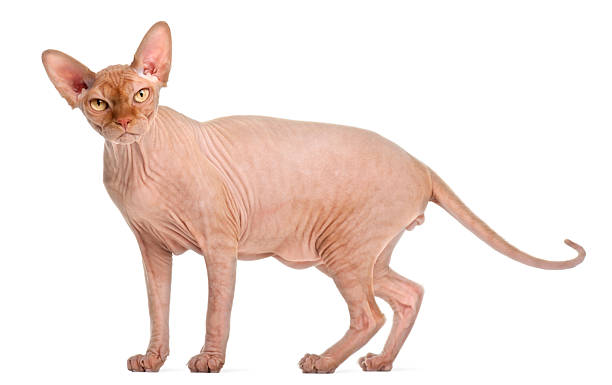 Sphynx cat standing in front of white background Sphynx cat standing in front of white background sphynx hairless cat stock pictures, royalty-free photos & images