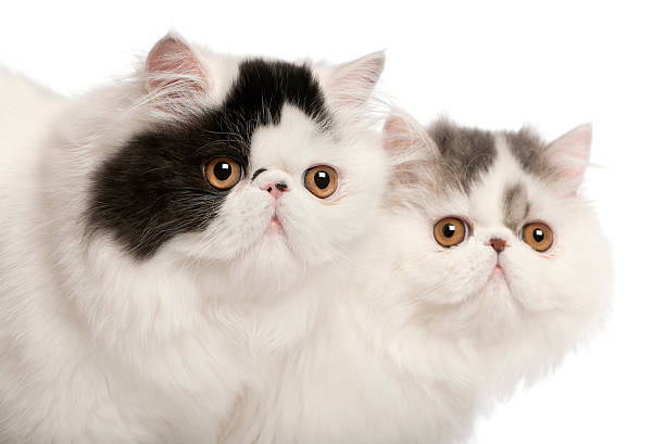 istock Persian cats, 6 months old, in front of white background 168796839