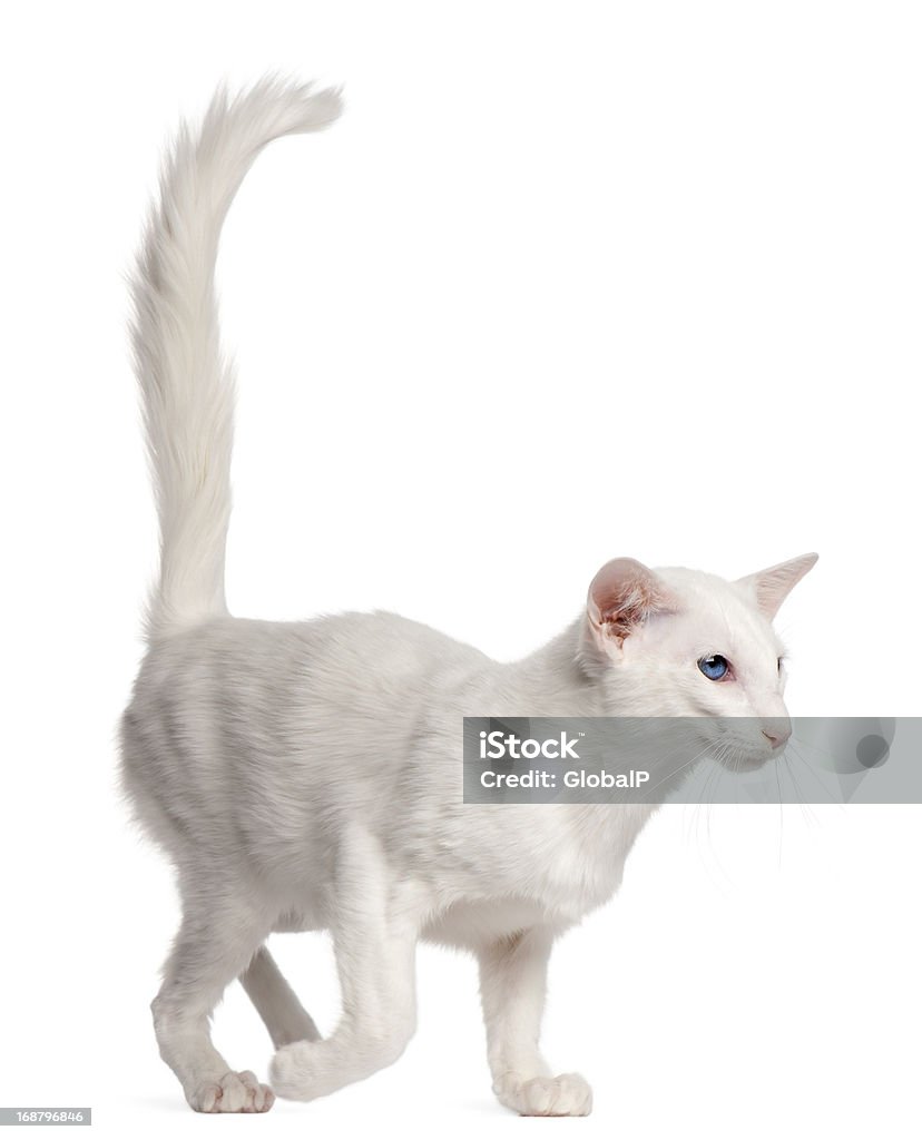 Balinese cat, 1 year old, walking Balinese cat, 1 year old, walking in front of white background Domestic Cat Stock Photo
