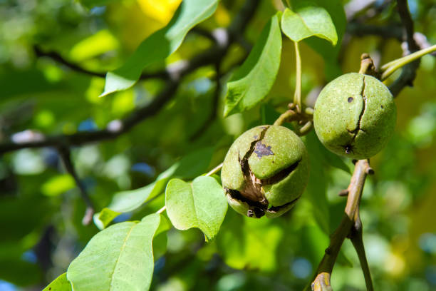 istock Ripening walnuts on a tree in the garden. 1687968679