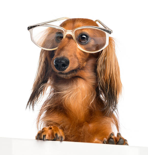 istock Dachshund leaning on a white plank and wearing glasses 168797094