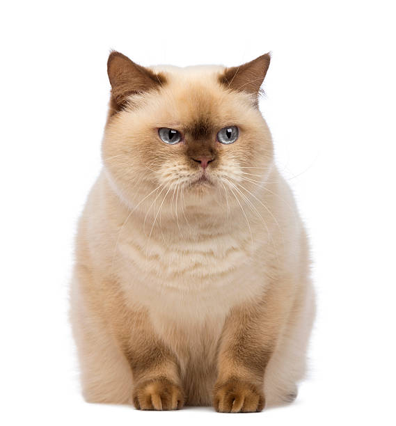 istock Fat British Shorthair sitting and looking with suspicion 168797108