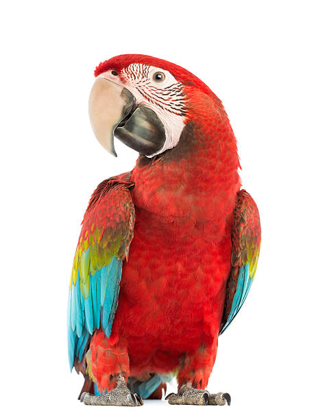 istock Green-winged Macaw, Ara chloropterus, isolated 168797137