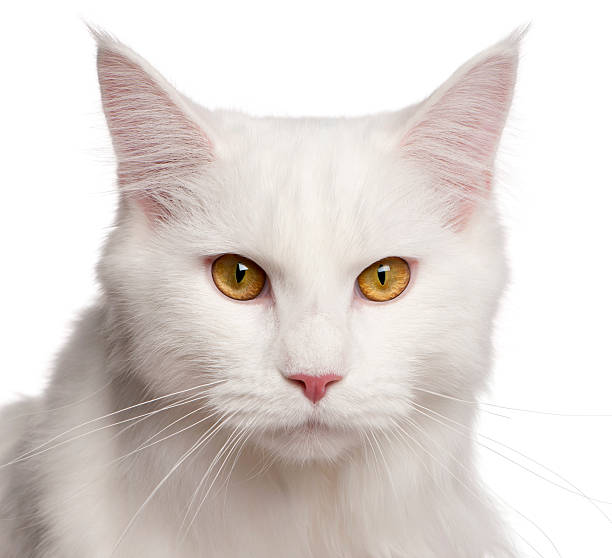 istock Maine Coon cat, 8 months old, sitting 168797355