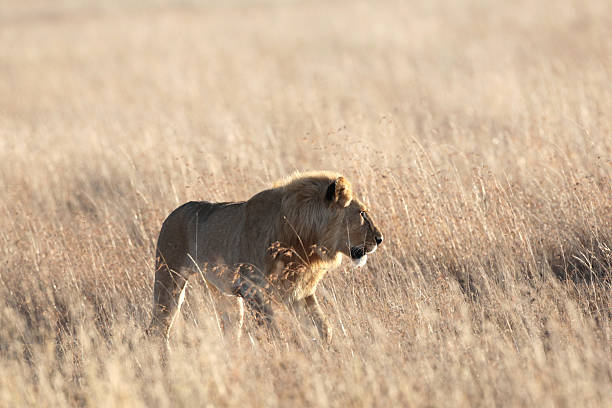 istock Young Male Lion 168797381