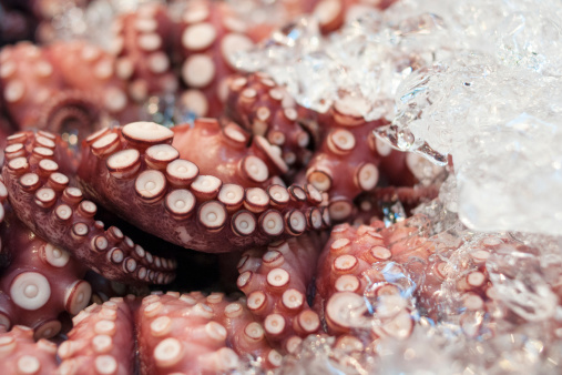 closeup of raw octopus in ice