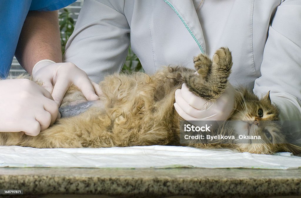 Gatto ferito trattati da veterinari - Foto stock royalty-free di Adulto