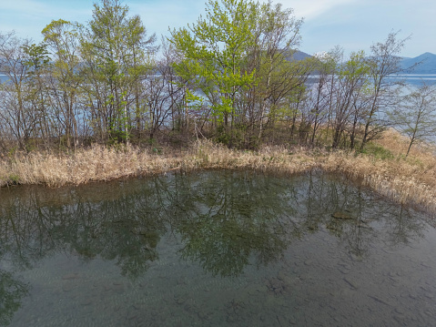 Close-up of a bog (wetland)