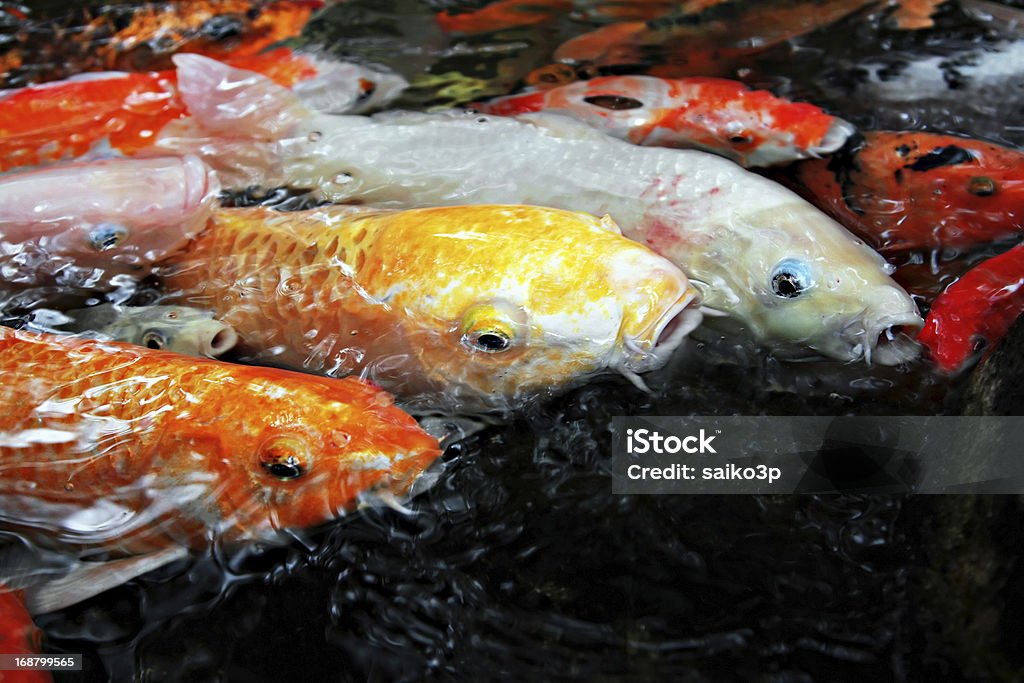 Tropischer Fische - Lizenzfrei Aquatisches Lebewesen Stock-Foto