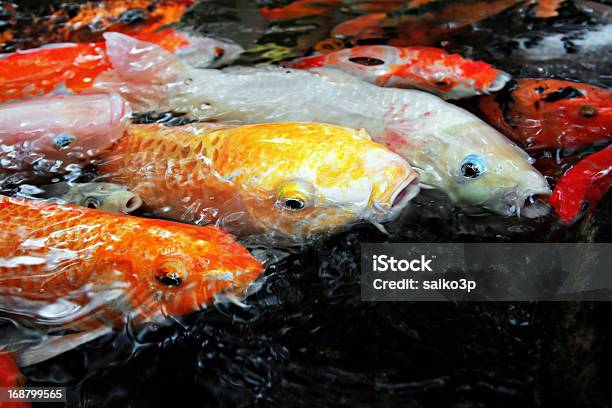 Tropischer Fische Stockfoto und mehr Bilder von Aquatisches Lebewesen - Aquatisches Lebewesen, Bunt - Farbton, Fisch