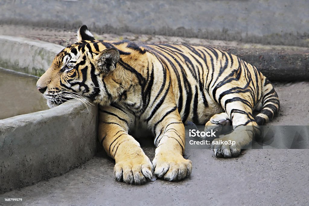 タイガー - アジア大陸のロイヤリティフリーストックフォト