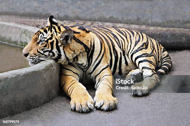 Tigre - Fotografias de stock e mais imagens de Animais caçando - Animais caçando, Animal, Animal Cativo