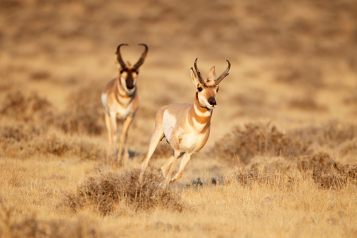 Male Adult Pronghorn chasing another in Cody Wyoming