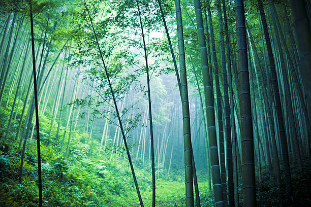 bambus-wald - bamboo grove stock-fotos und bilder