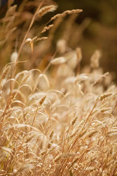 Close up detail of stalks of Dry Grass backlit by the sun