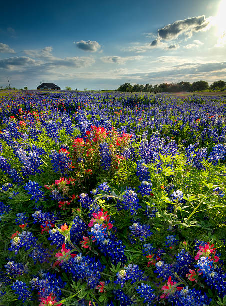 istock Wildflowers in Late Afternoon Sun 168800476