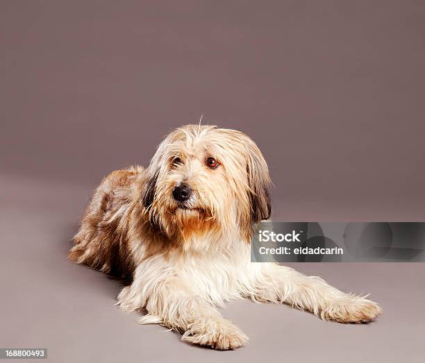 Misturadoraça De Cão Retrato De Estúdio - Fotografias de stock e mais imagens de Animal - Animal, Animal Doméstico, Animal de Estimação