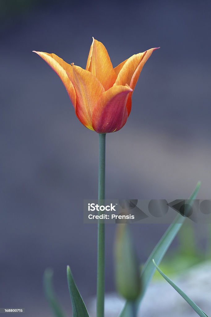 Fiore Tulipano - Foto stock royalty-free di Aiuola