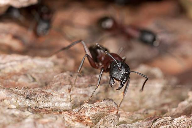 istock Macro photo of a Carpenter ant, Camponotus herculeanus 168800721