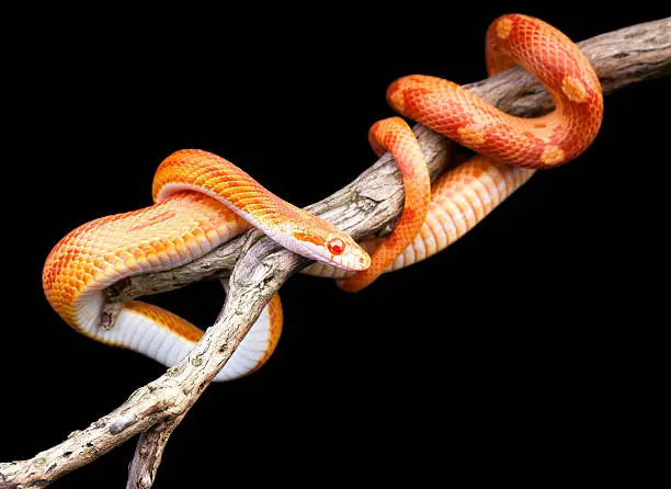 Corn snake wraped around an old branch isolated on black