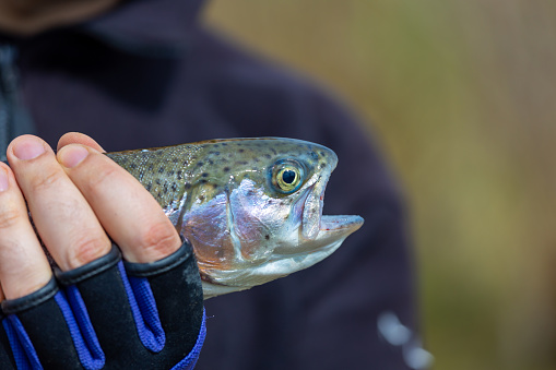 A healthy brook trout with a streamer being held in a mans hands.Still water trout fishing.