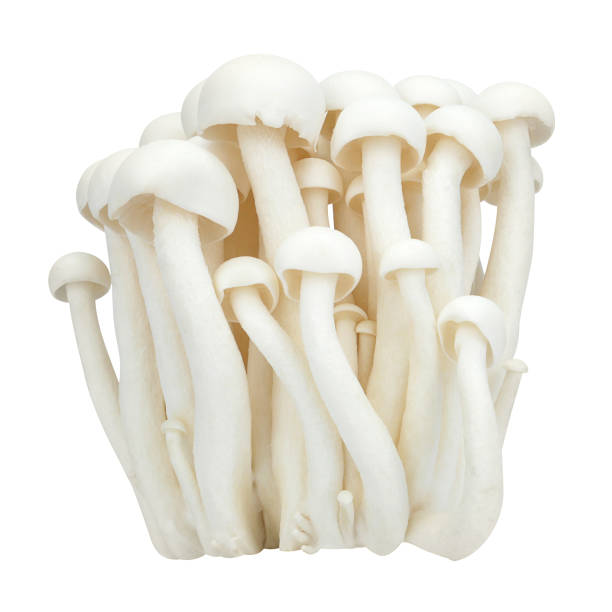 istock Shimeji mushrooms white varieties isolated on white background. 1688030257